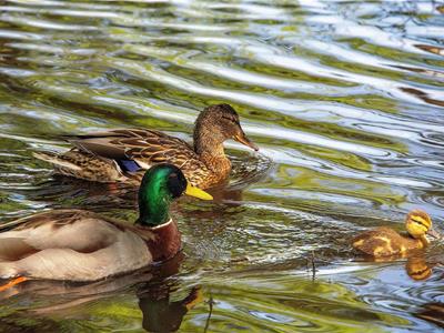 Picture 45